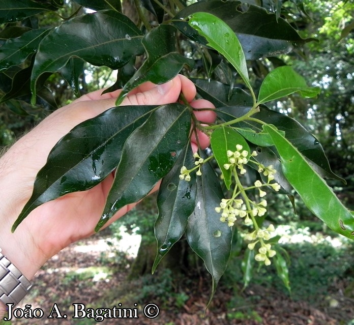 Ocotea diospyrifolia