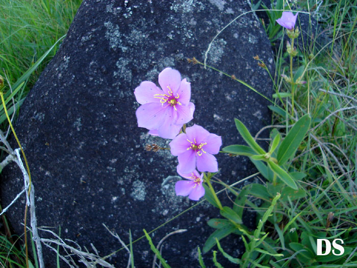 Tibouchina gracilis