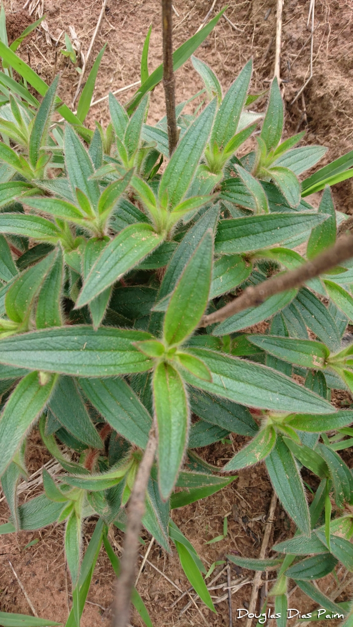 Tibouchina gracilis