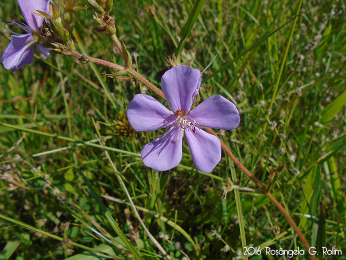 Tibouchina gracilis