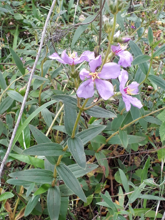 Tibouchina gracilis