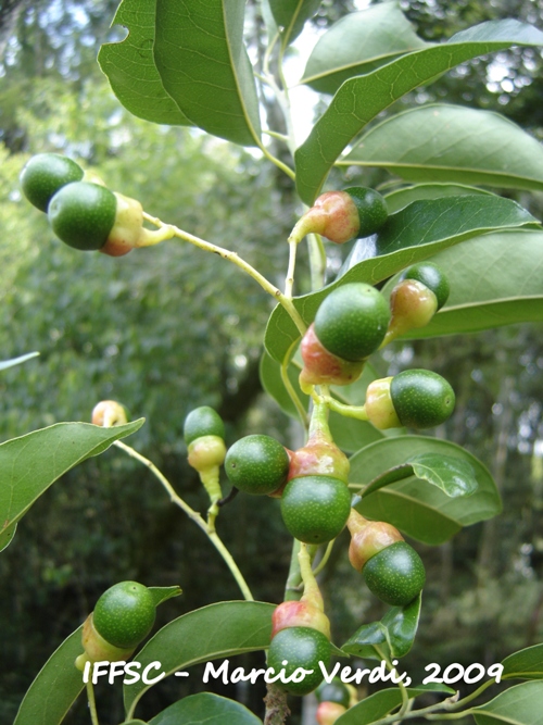 Ocotea diospyrifolia