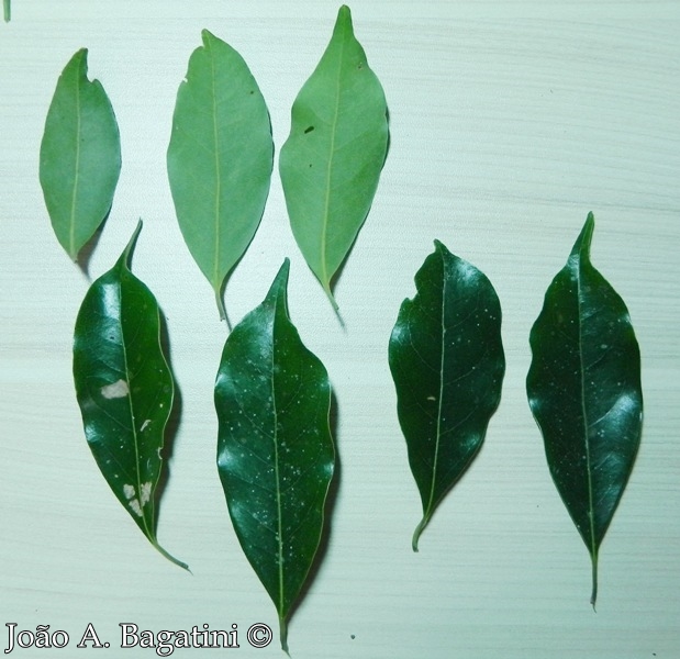 Ocotea diospyrifolia