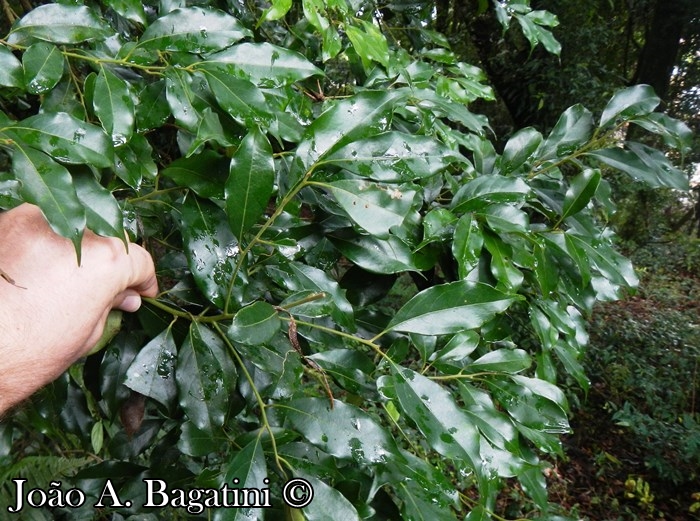 Ocotea diospyrifolia