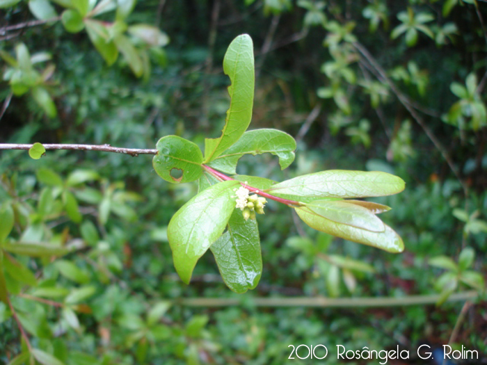 Terminalia australis