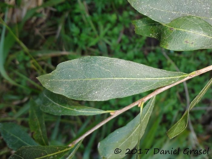 Terminalia australis