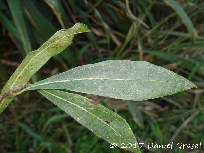 Terminalia australis