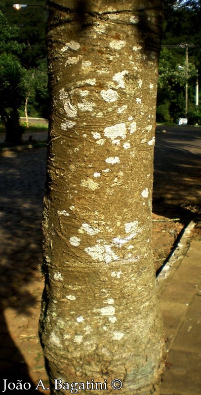 Ocotea diospyrifolia