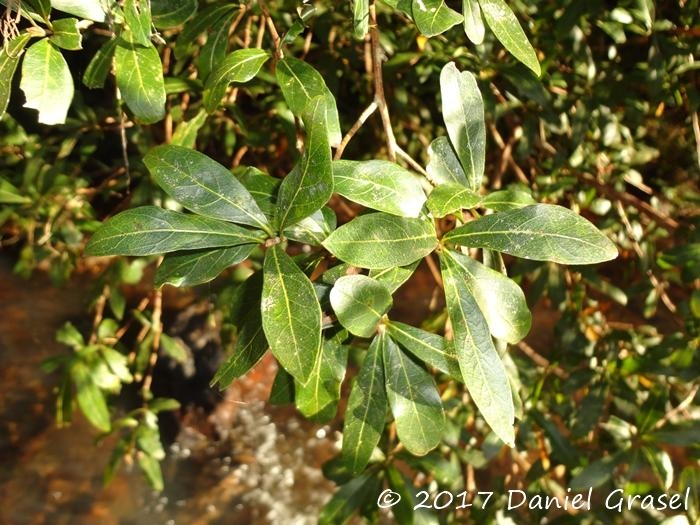 Terminalia australis