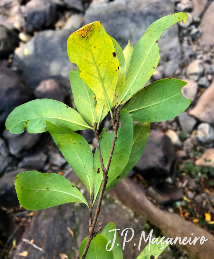 Terminalia australis