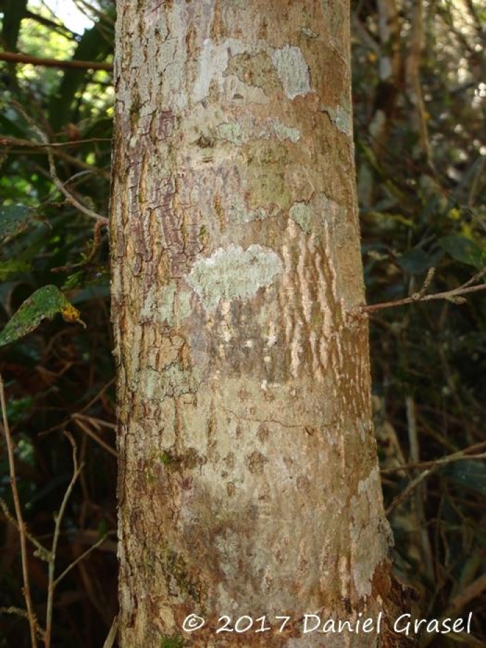 Terminalia australis