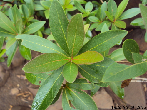 Terminalia australis