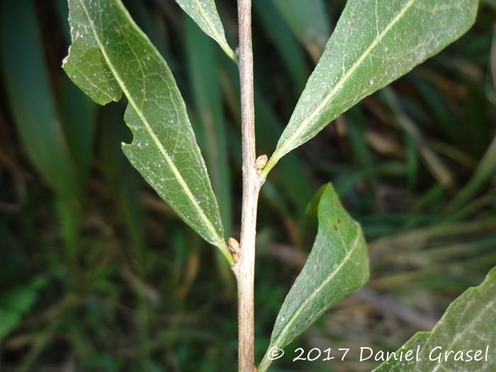 Terminalia australis