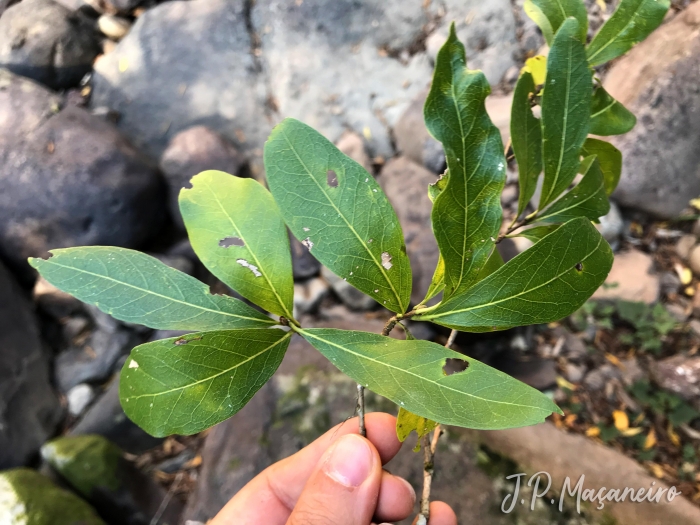 Terminalia australis