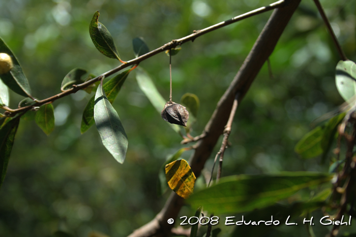 Terminalia australis