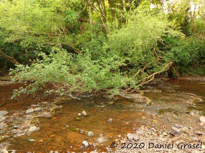 Terminalia australis