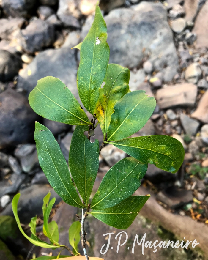 Terminalia australis