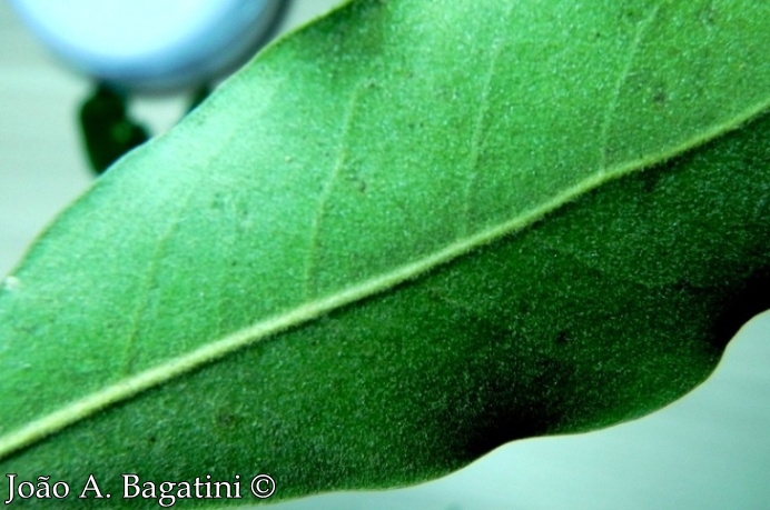 Ocotea diospyrifolia