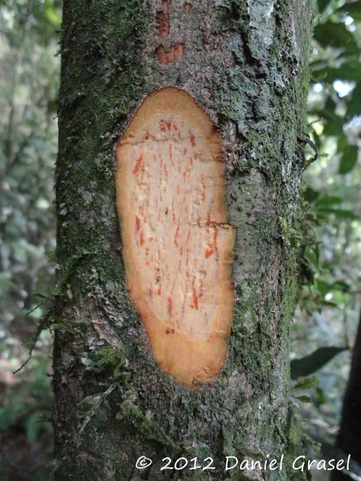 Ocotea diospyrifolia