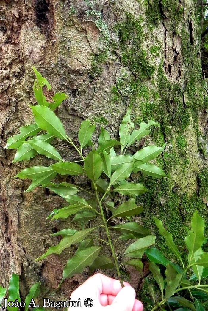 Ocotea diospyrifolia