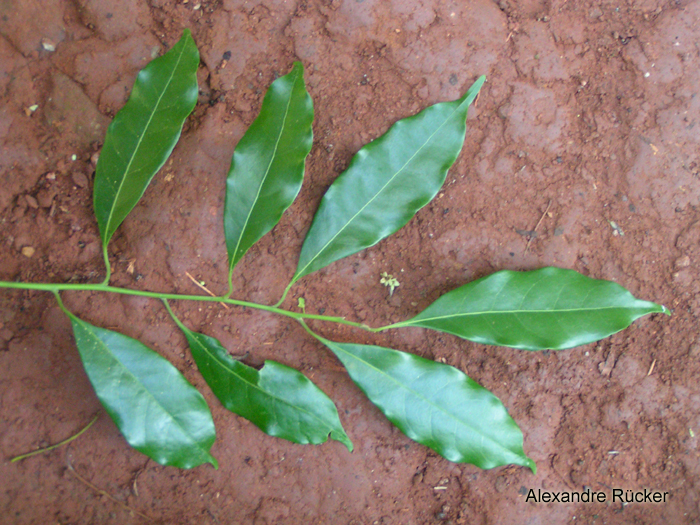 Ocotea diospyrifolia