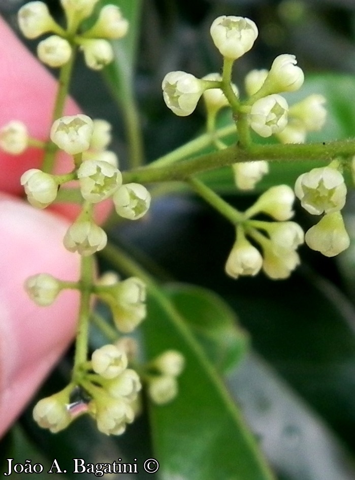 Ocotea diospyrifolia