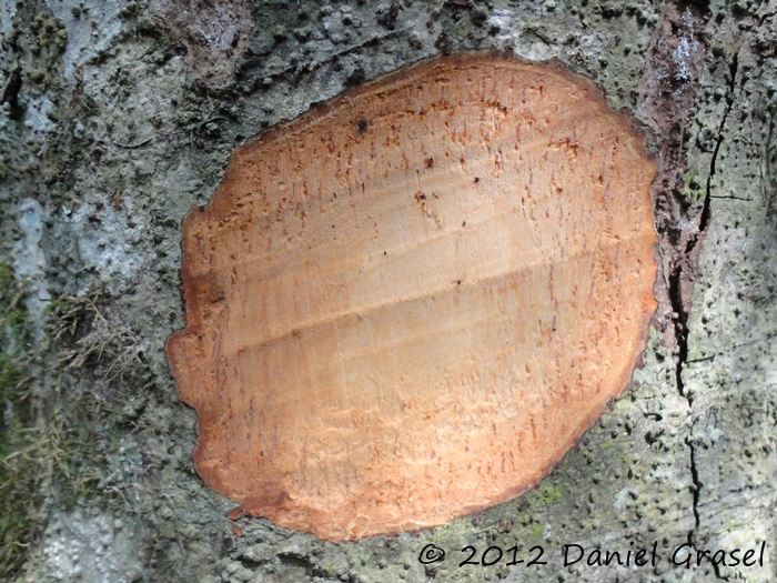 Ocotea diospyrifolia