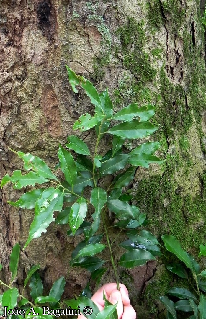 Ocotea diospyrifolia