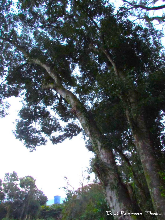 Ocotea diospyrifolia