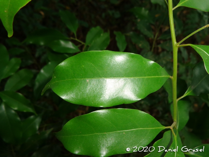 Ocotea diospyrifolia