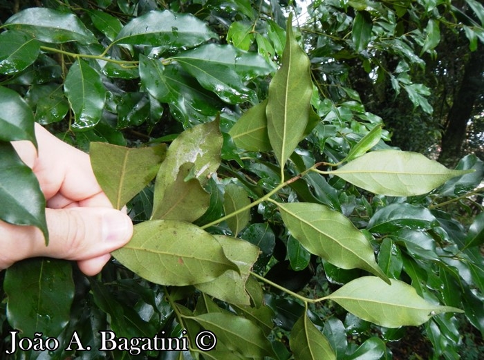 Ocotea diospyrifolia