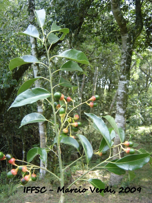 Ocotea diospyrifolia