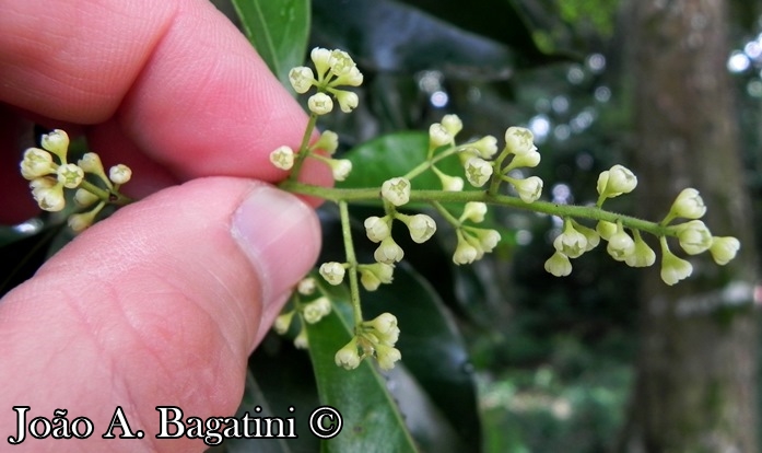 Ocotea diospyrifolia