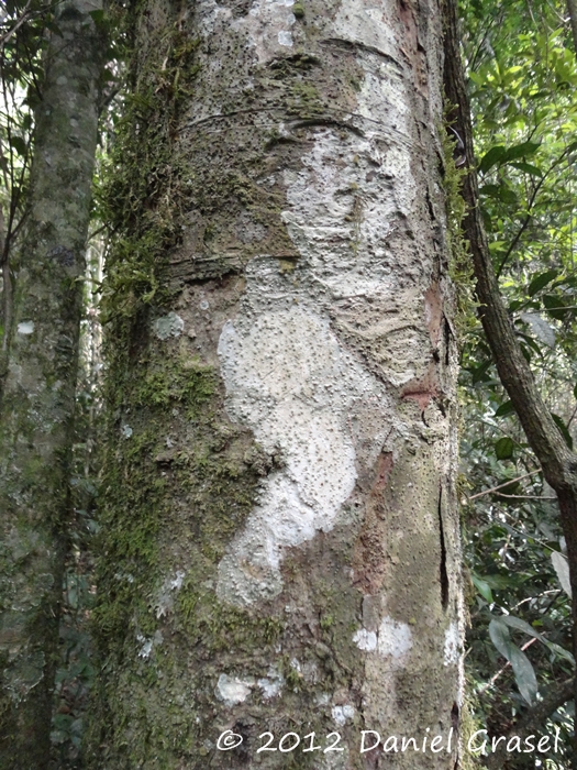 Ocotea diospyrifolia