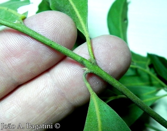 Ocotea diospyrifolia