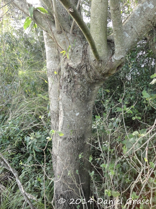 Heliocarpus americanus