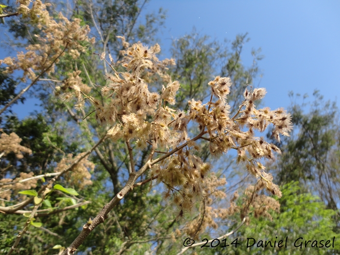 Heliocarpus americanus