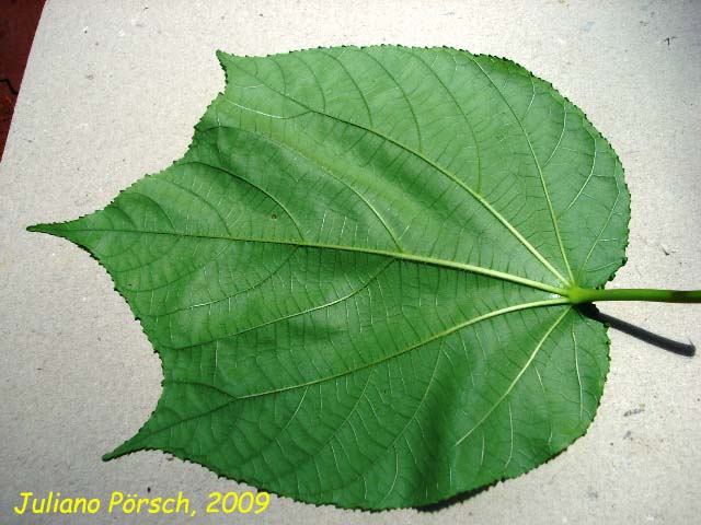 Heliocarpus americanus