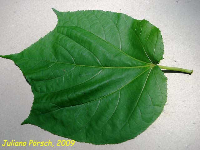 Heliocarpus americanus