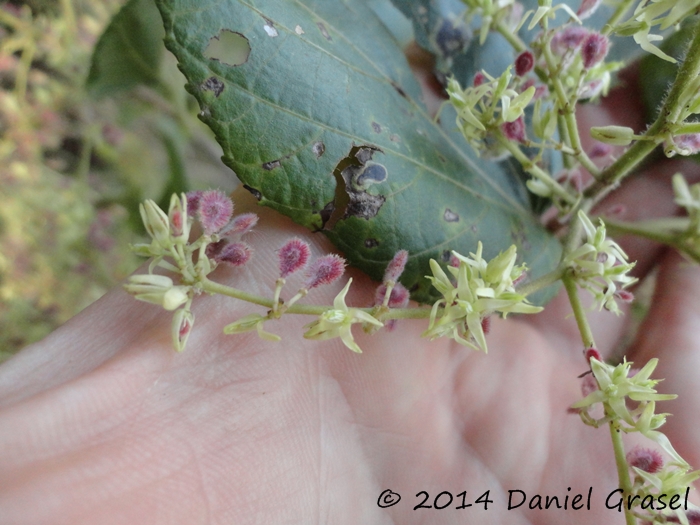 Heliocarpus americanus