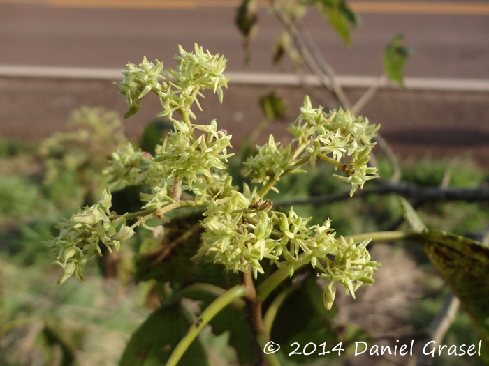 Heliocarpus americanus