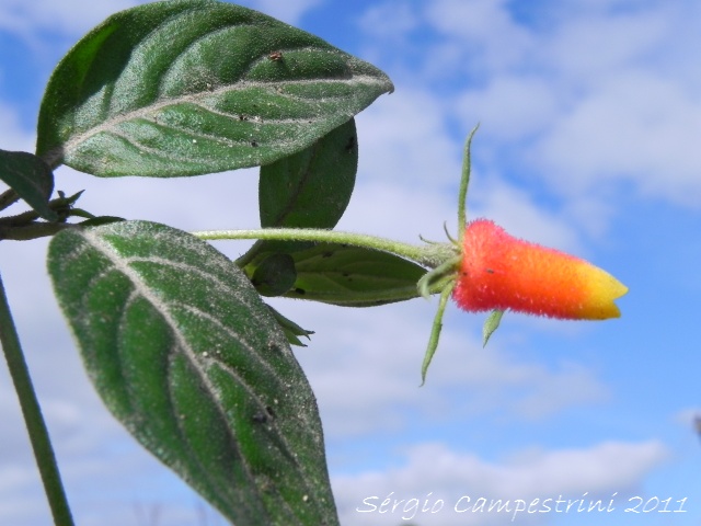 Manettia luteo-rubra