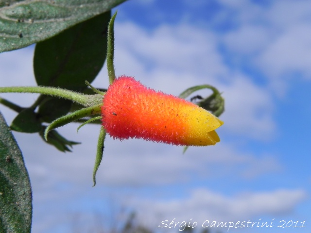 Manettia luteo-rubra