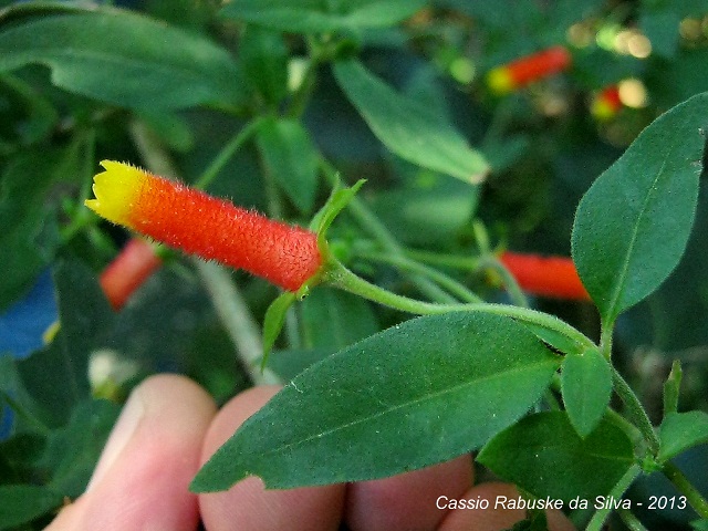 Manettia luteo-rubra