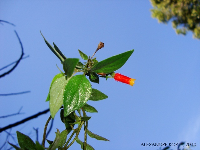 Manettia luteo-rubra