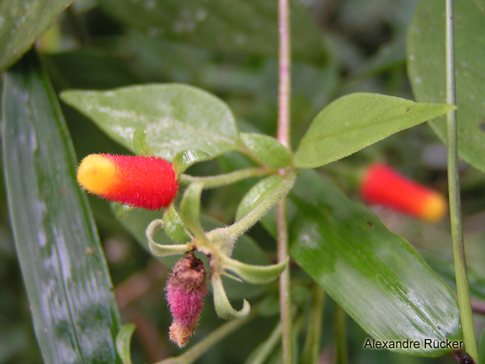 Manettia luteo-rubra