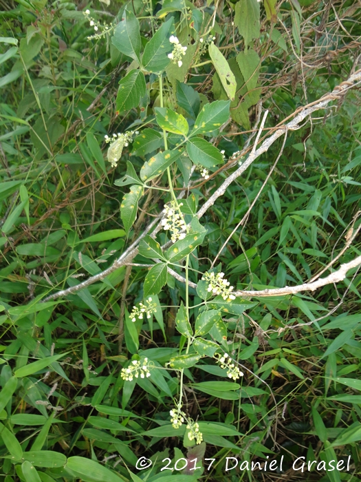 Urvillea uniloba