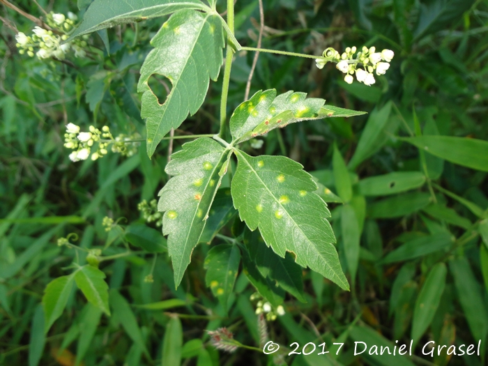 Urvillea uniloba