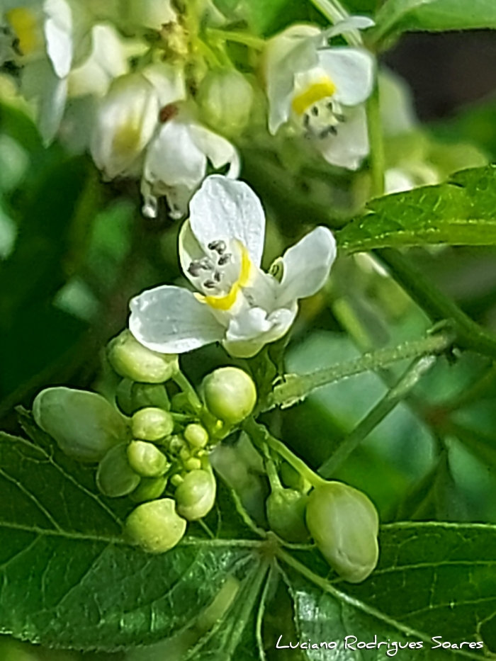 Urvillea uniloba