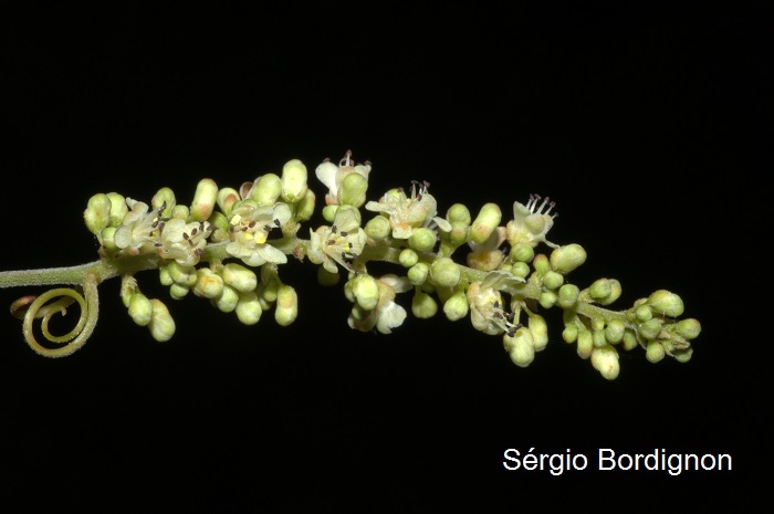 Urvillea ulmacea